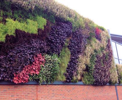 Green wall watering at Barker and Stonehouse